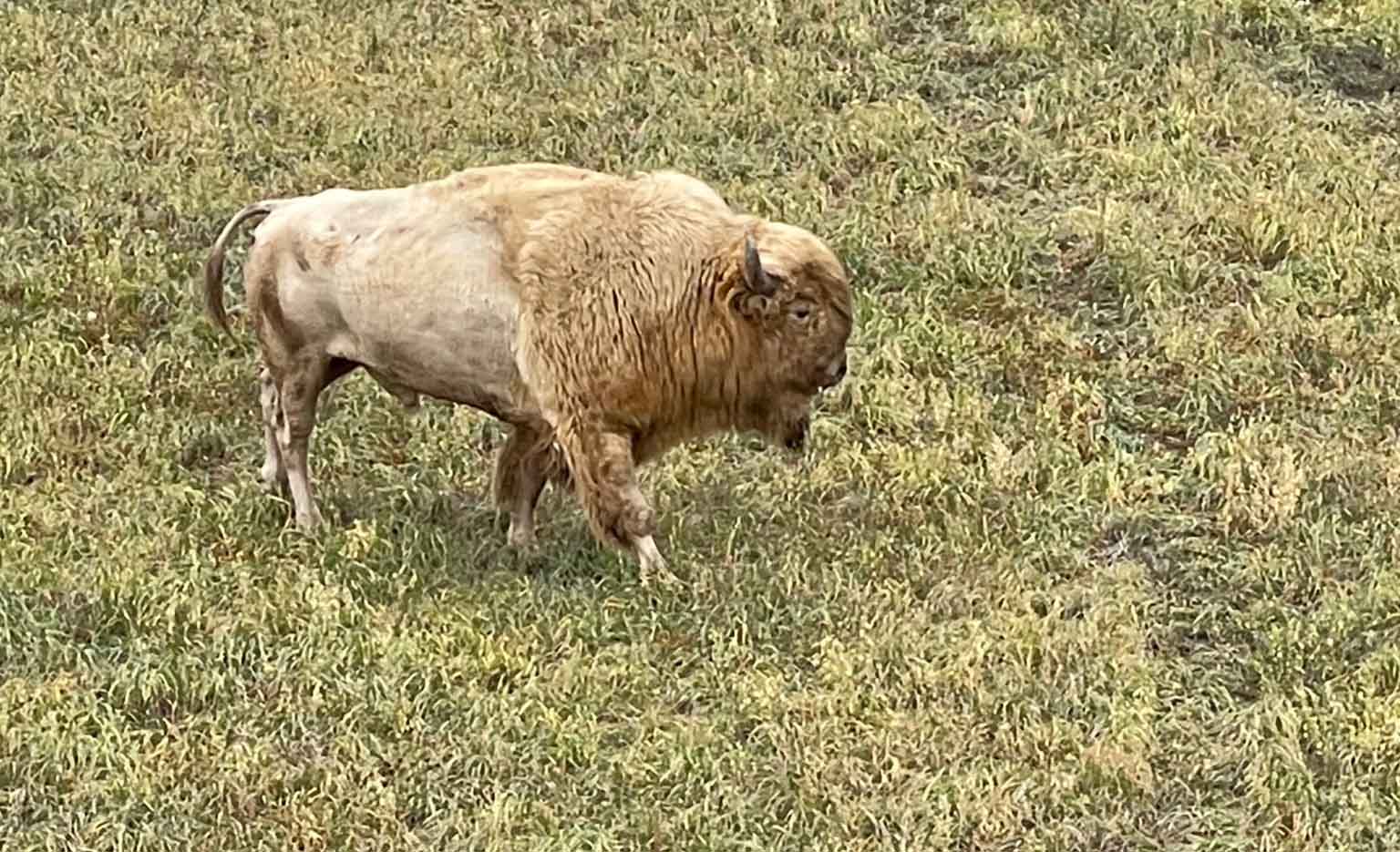 Return of Bison (Les Bufloo) and Heritage Species to Indigenous Traditional Lands